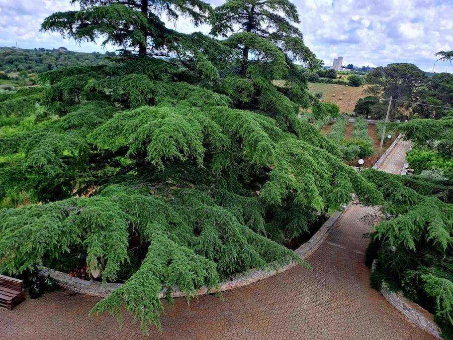 Casina Foggia Dell'Albero Apartment Putignano Ngoại thất bức ảnh