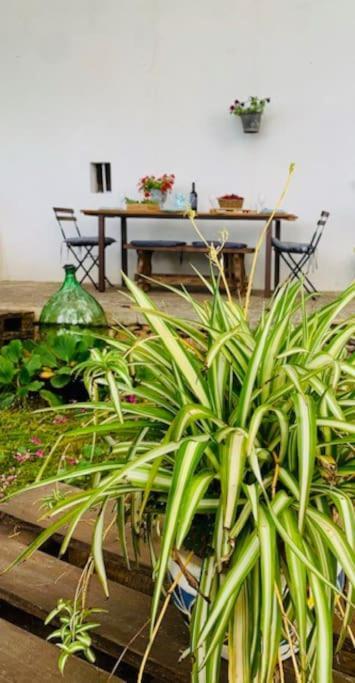 Casina Foggia Dell'Albero Apartment Putignano Ngoại thất bức ảnh