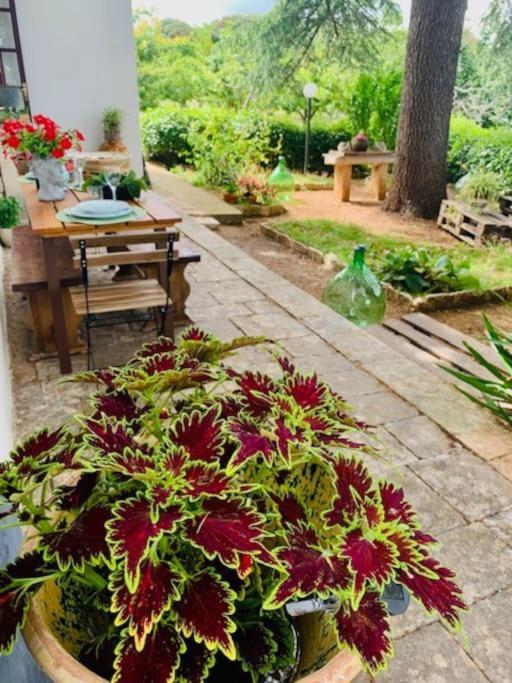 Casina Foggia Dell'Albero Apartment Putignano Ngoại thất bức ảnh